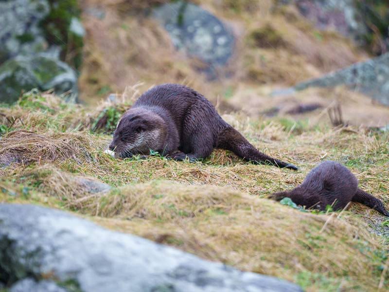 Atlanterhavsparken Oter